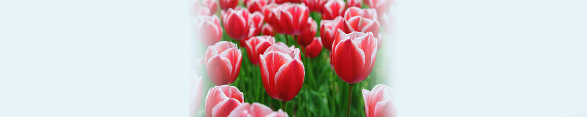 tulpenactie
